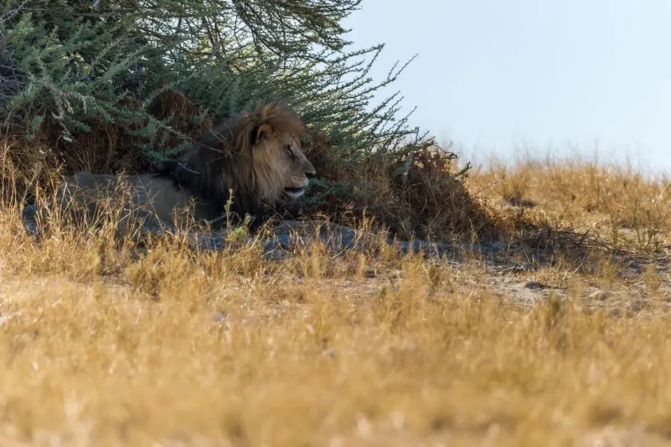 Namibia_Etosha_1222.jpg