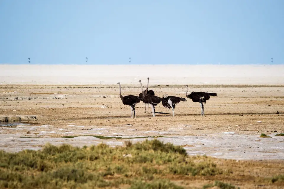 Namibia_Etosha_1225.jpg
