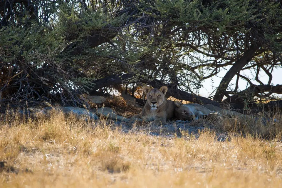 Namibia_Etosha_1230.jpg