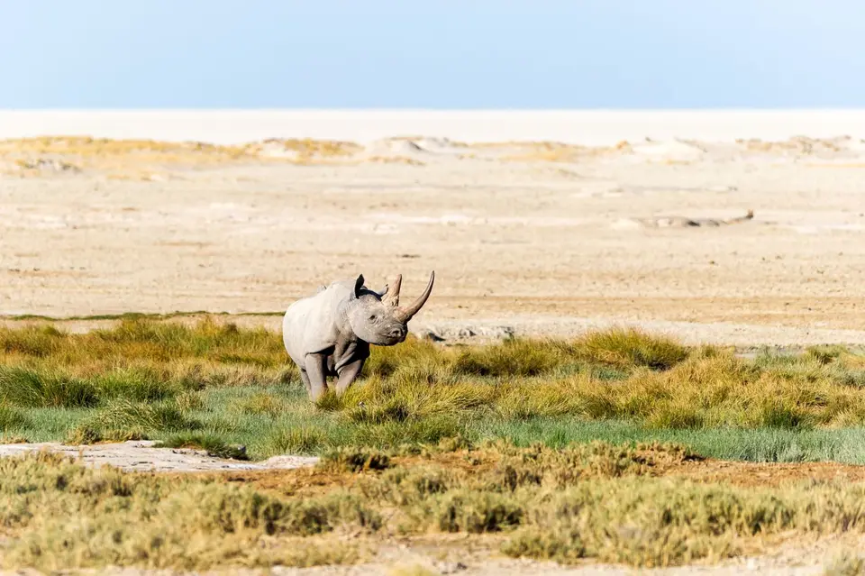 Namibia_Etosha_1272.jpg