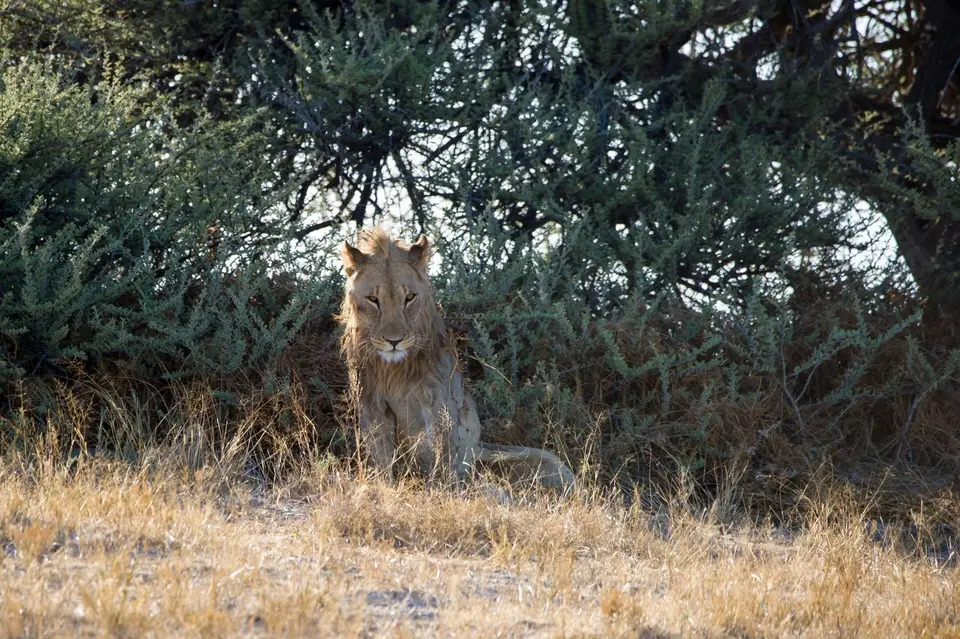 Namibia_Etosha_1288.jpg