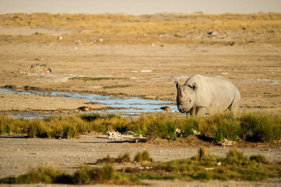 Namibia_Etosha_1328.jpg