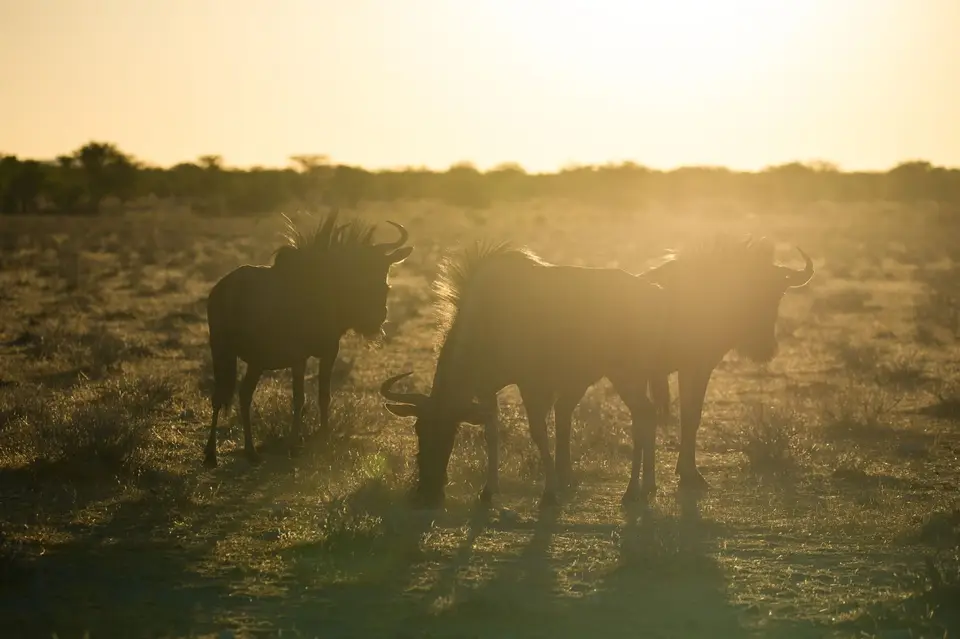 Namibia_Etosha_1353.jpg
