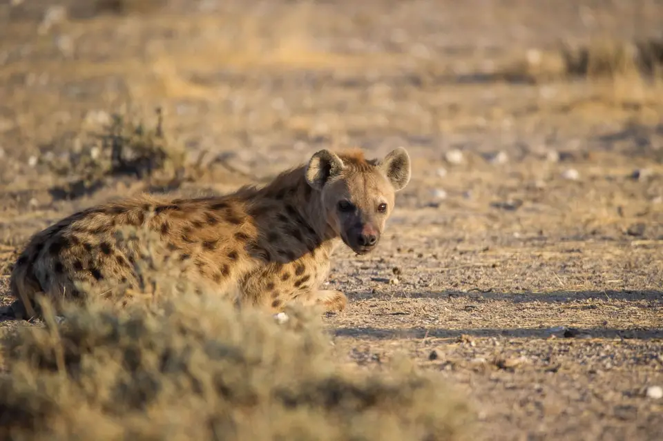 Namibia_Etosha_1396.jpg