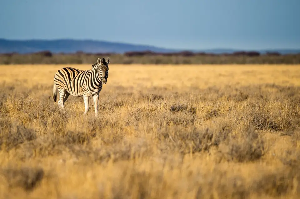 Namibia_Etosha_1438.jpg