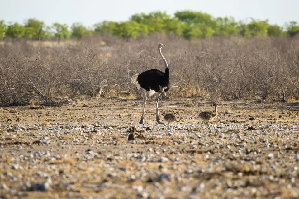 Namibia_Etosha_1464.jpg