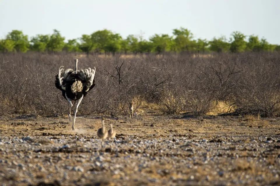 Namibia_Etosha_1476.jpg