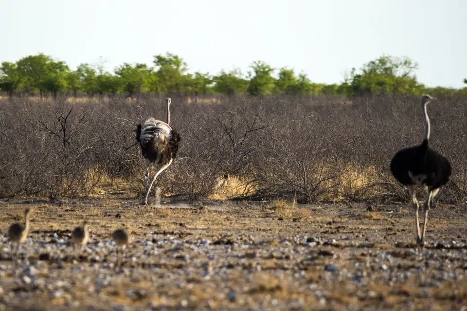 Namibia_Etosha_1481.jpg