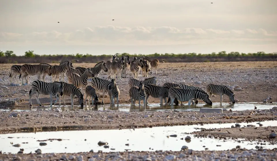 Namibia_Etosha_1525.jpg