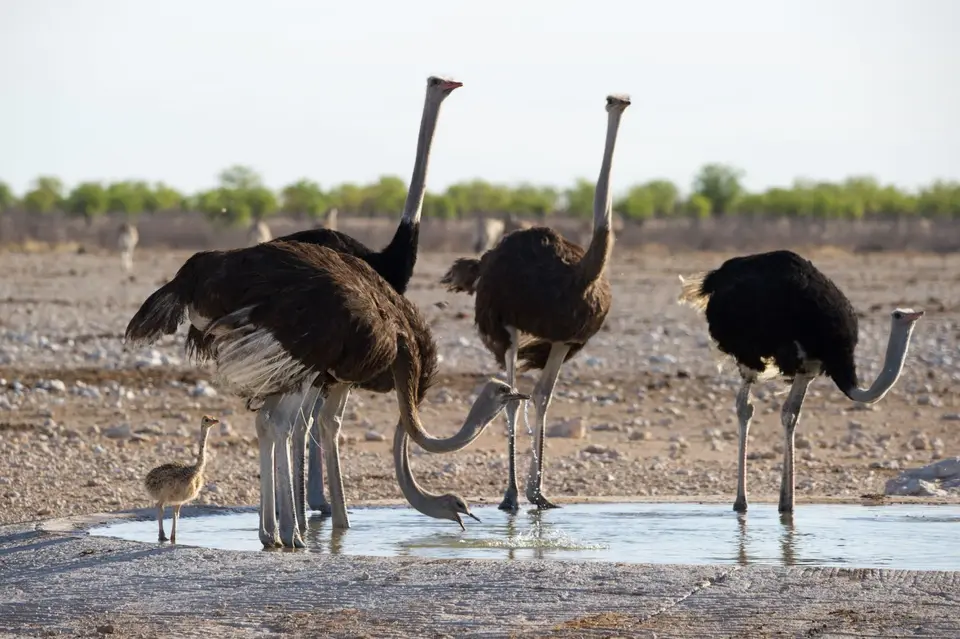 Namibia_Etosha_1640.jpg