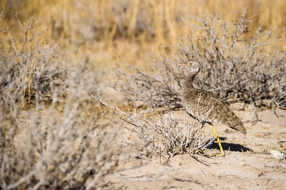 Namibia_Etosha_1687.jpg