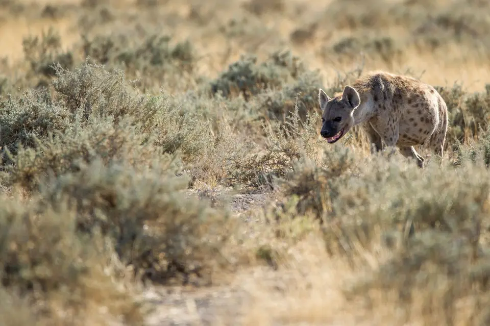Namibia_Etosha_1691.jpg