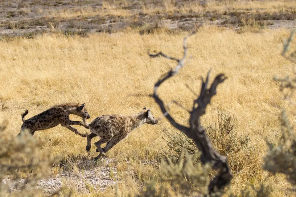 Namibia_Etosha_1718.jpg