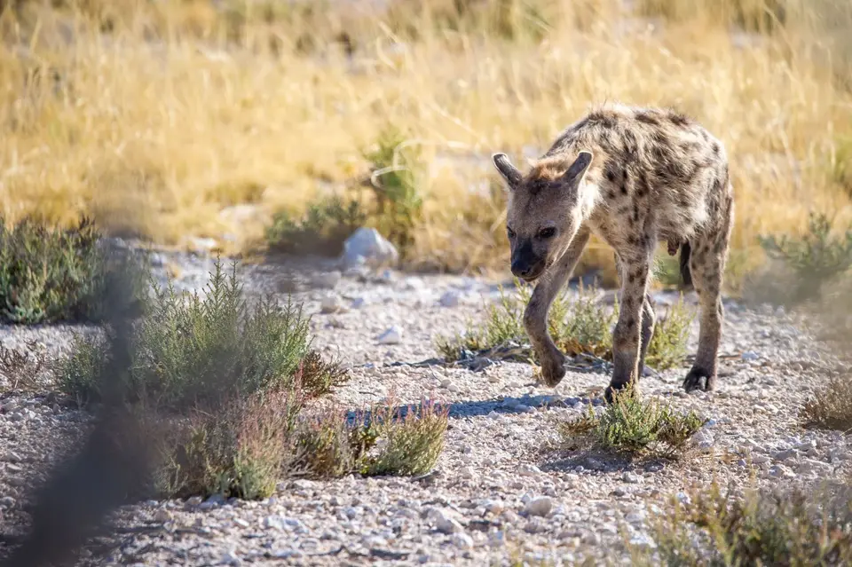 Namibia_Etosha_1721.jpg