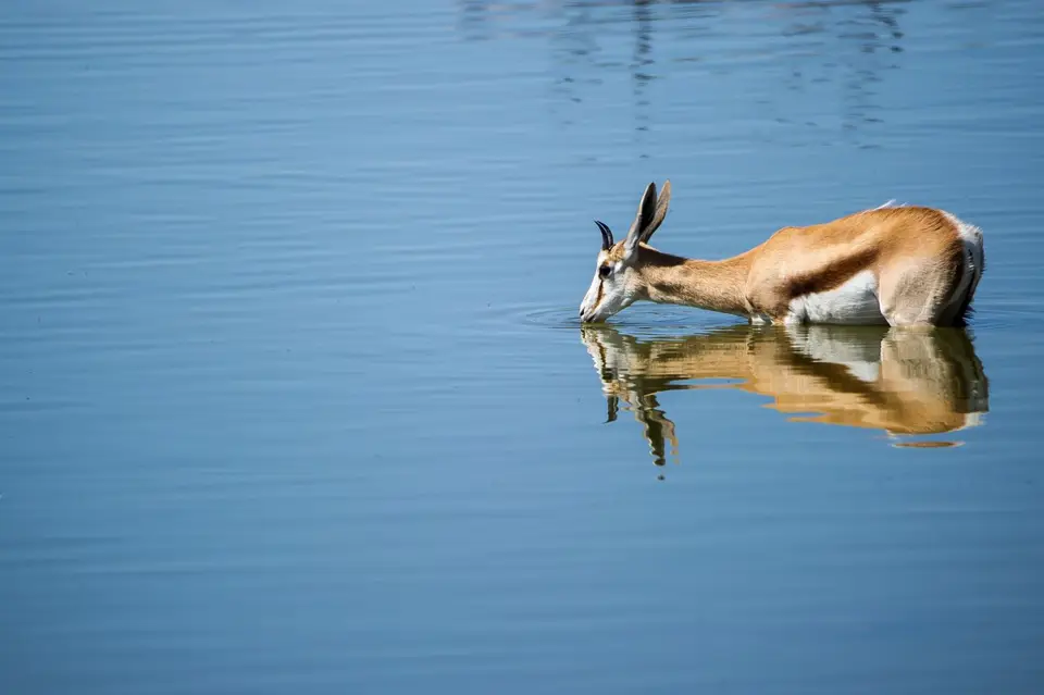 Namibia_Etosha_1752.jpg