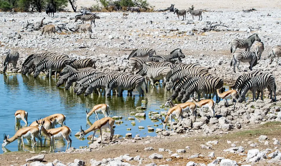 Namibia_Etosha_1775.jpg