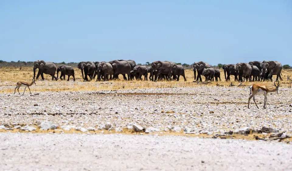 Namibia_Etosha_1837.jpg