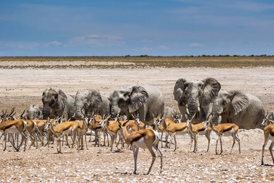 Namibia_Etosha_1854.jpg