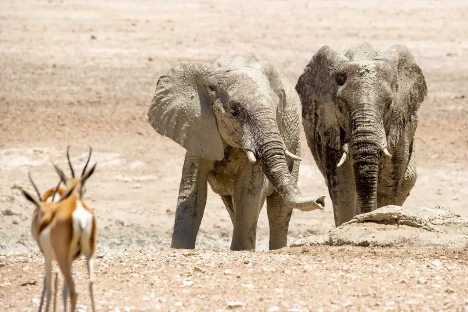 Namibia_Etosha_1892.jpg