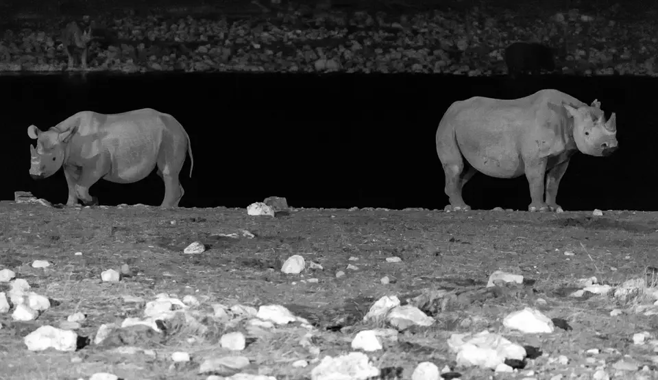 Namibia_Etosha_2060.jpg