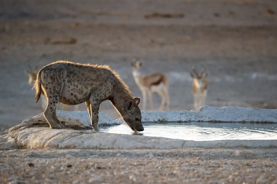 Namibia_Etosha_2078.jpg