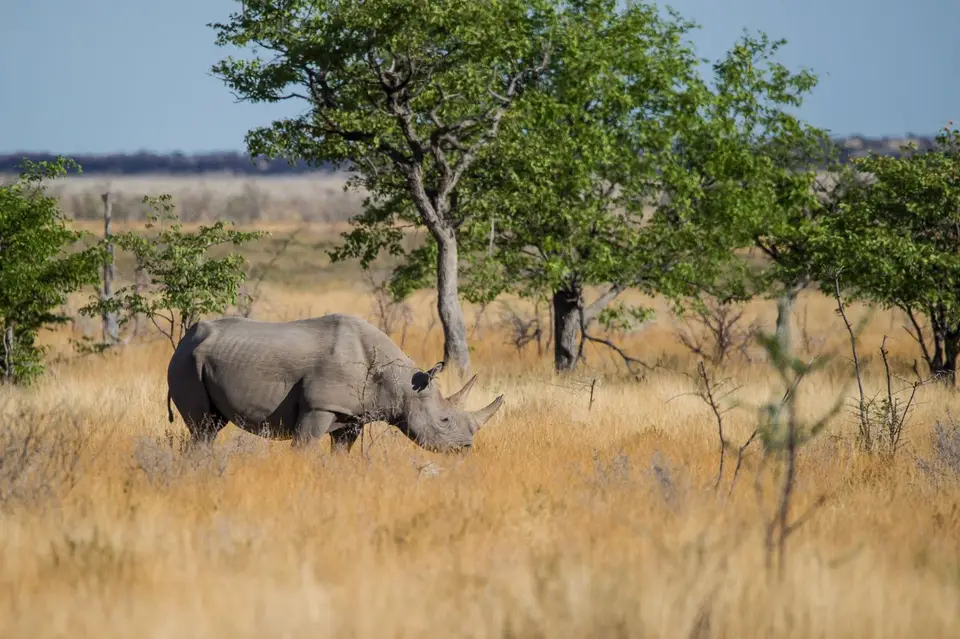 Namibia_Etosha_2134.jpg
