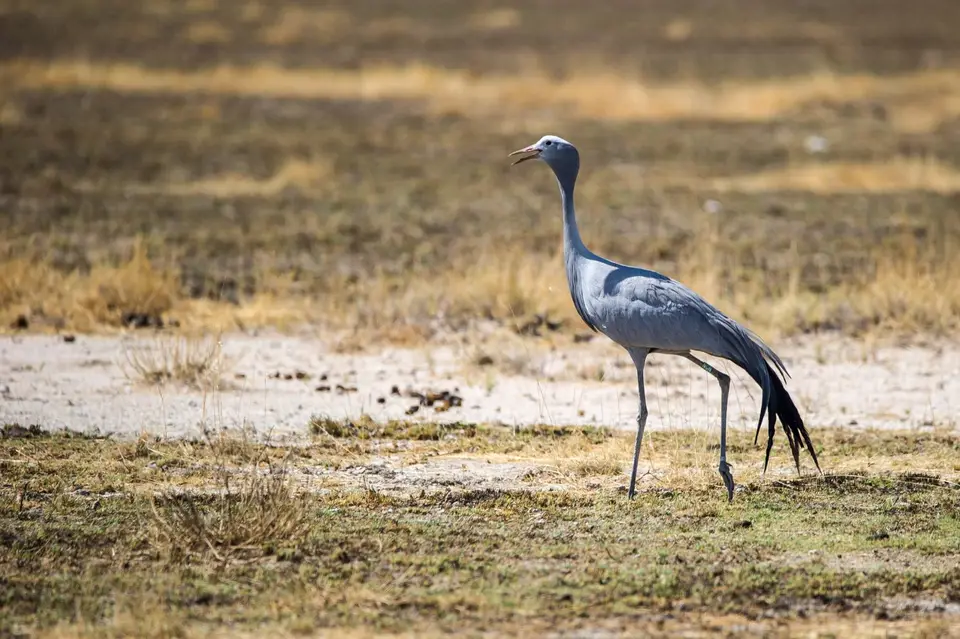 Namibia_Etosha_2174.jpg