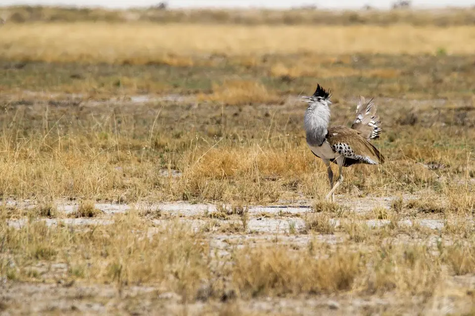 Namibia_Etosha_2196.jpg