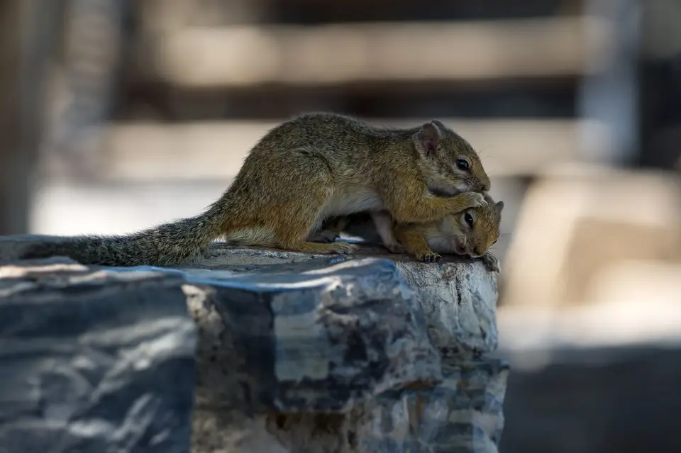 Namibia_Etosha_2267.jpg