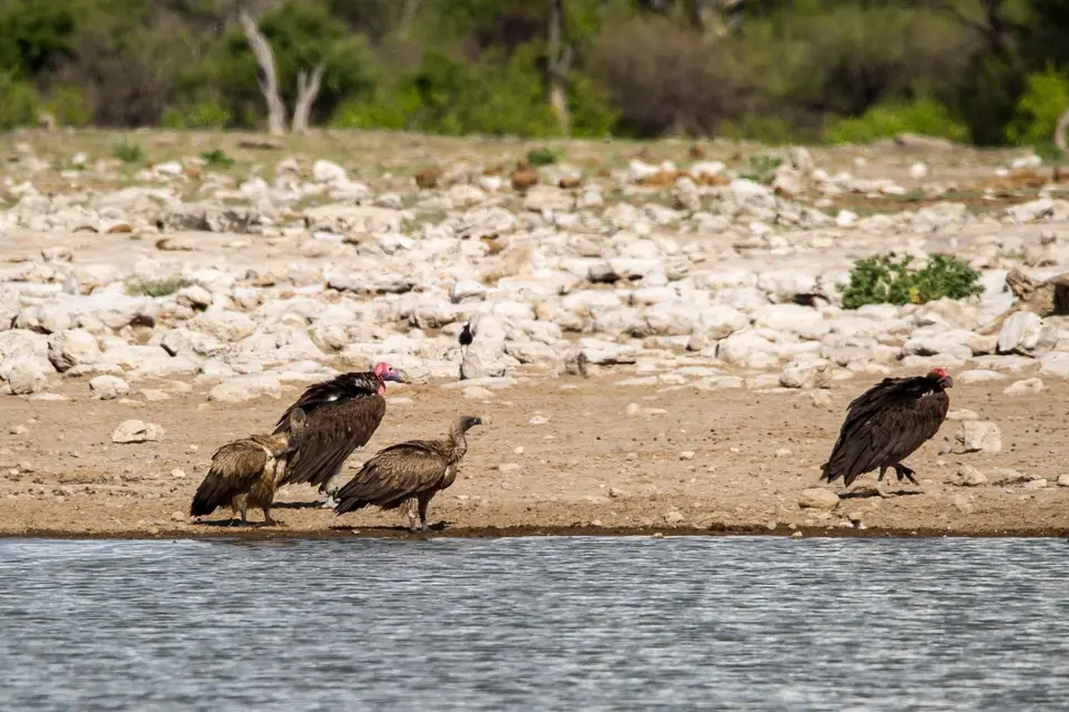Namibia_Etosha_2400.jpg