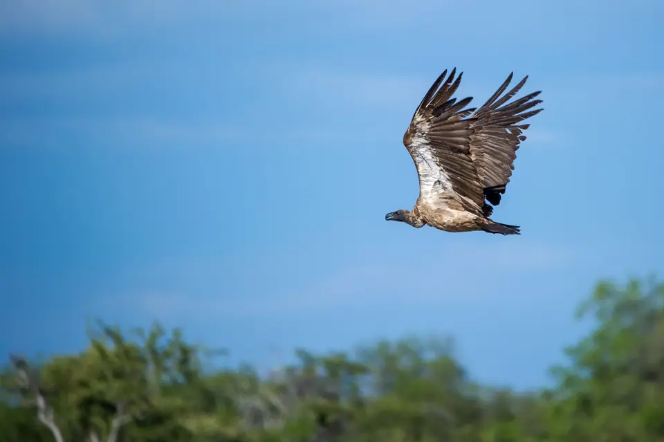 Namibia_Etosha_2427.jpg