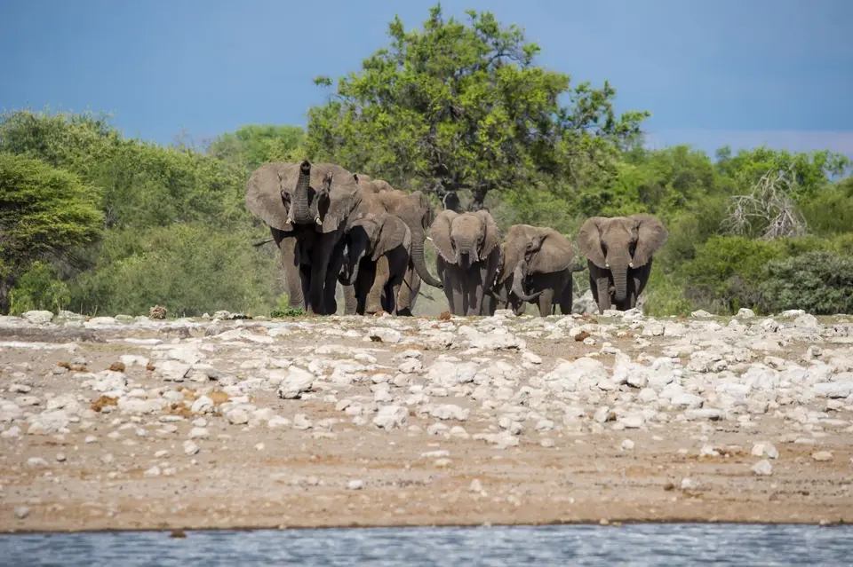 Namibia_Etosha_2506.jpg