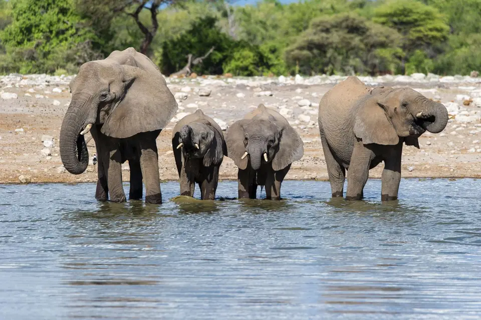 Namibia_Etosha_2543.jpg