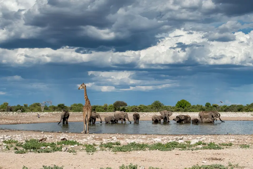 Namibia_Etosha_2554.jpg