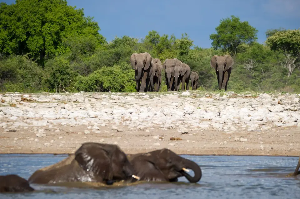 Namibia_Etosha_2639.jpg