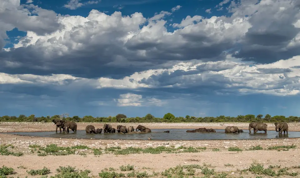 Namibia_Etosha_2645.jpg
