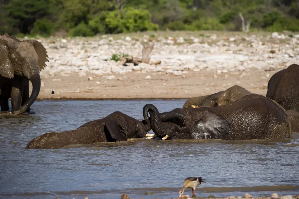 Namibia_Etosha_2664-2.jpg