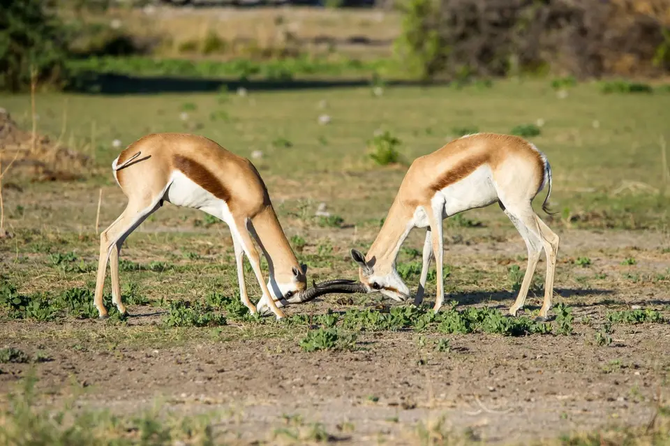Namibia_Etosha_2724.jpg