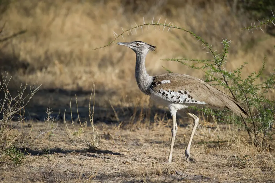 Namibia_Etosha_2786.jpg