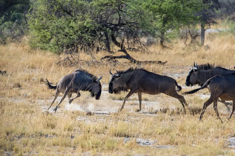 Namibia_Etosha_2868.jpg