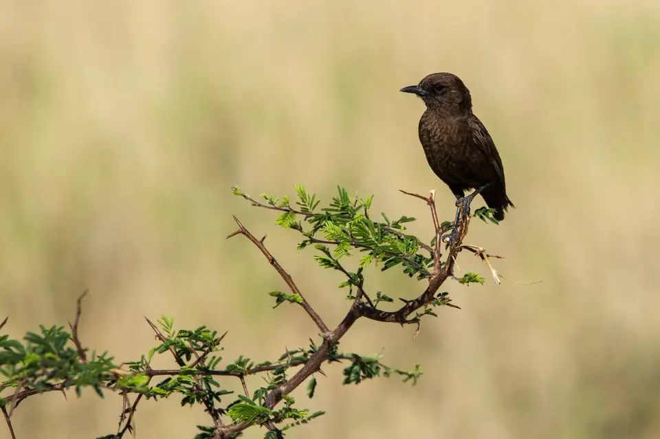 Namibia_Etosha_2907.jpg
