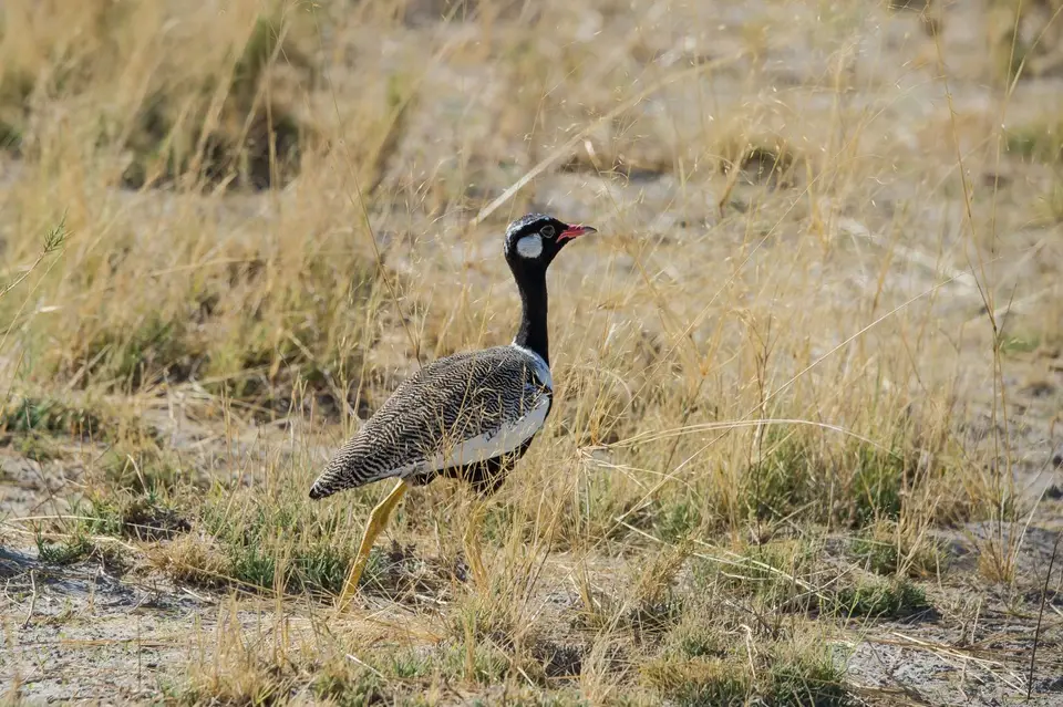 Namibia_Etosha_2910.jpg