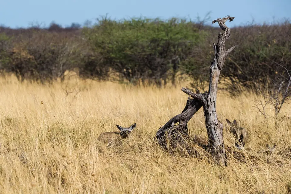 Namibia_Etosha_2944.jpg