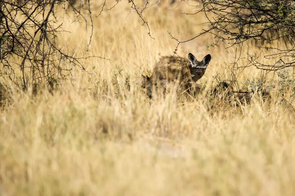 Namibia_Etosha_2988.jpg