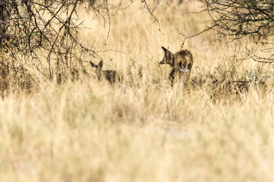 Namibia_Etosha_2999.jpg