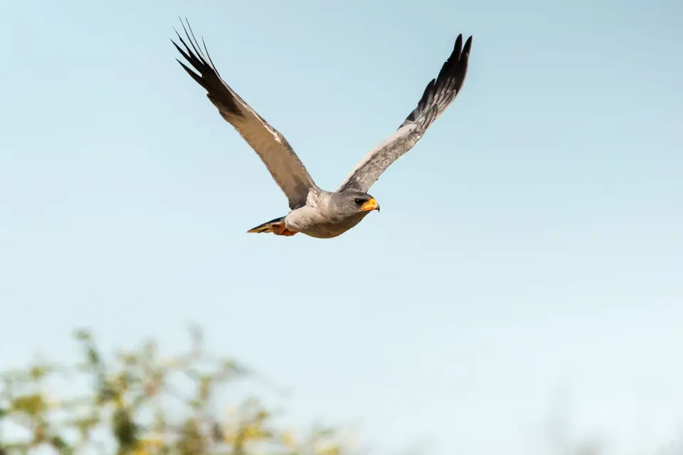 Namibia_Etosha_3026.jpg