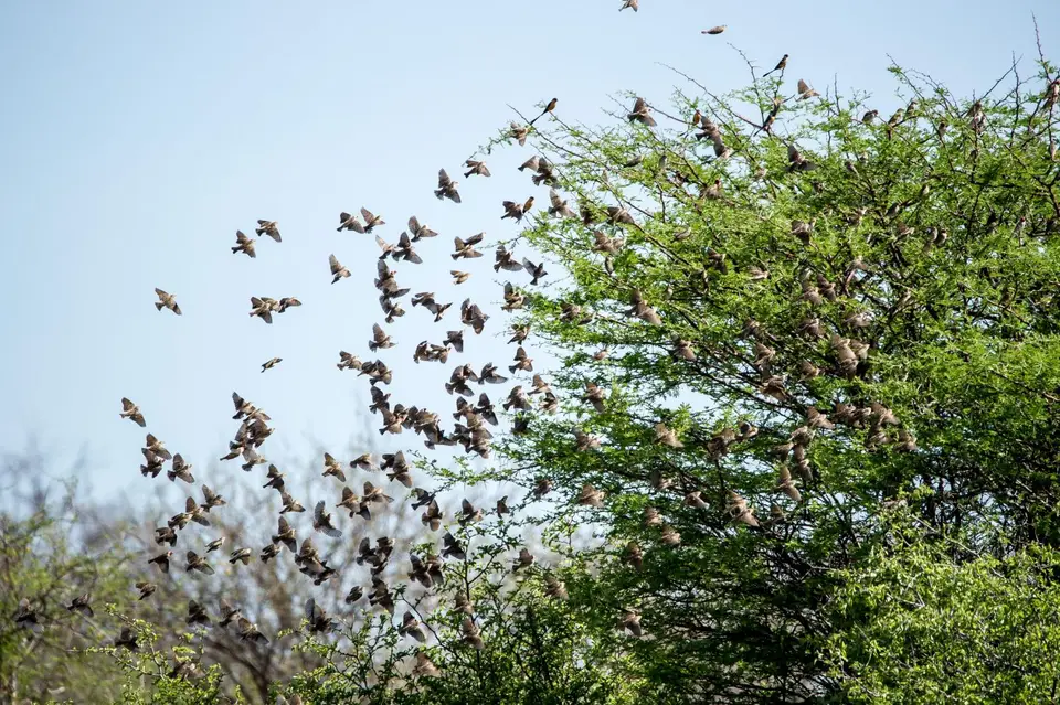 Namibia_Etosha_3047.jpg