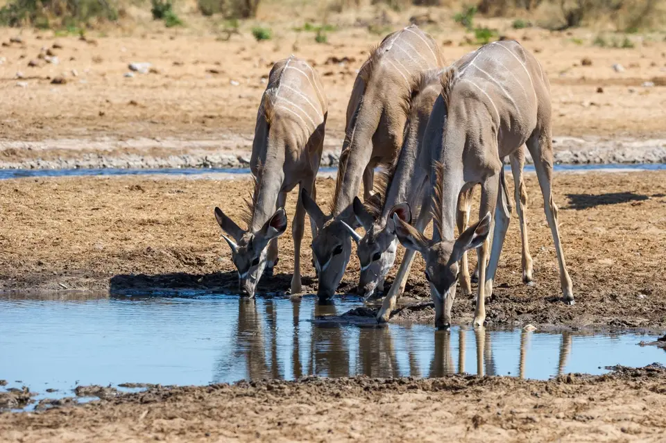 Namibia_Etosha_3093.jpg