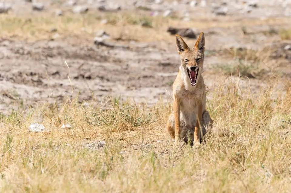 Namibia_Etosha_3183.jpg