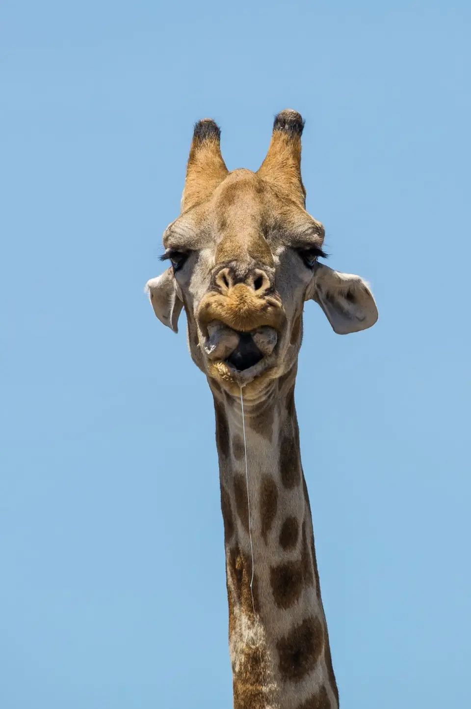Namibia_Etosha_3247.jpg